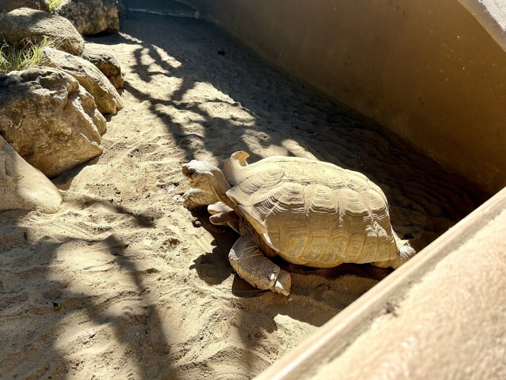 giant tortoise at the San Diego Zoo